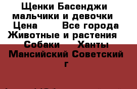 Щенки Басенджи ,мальчики и девочки › Цена ­ 1 - Все города Животные и растения » Собаки   . Ханты-Мансийский,Советский г.